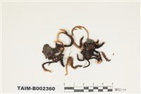 藏品(灰氣苔屬)的圖片